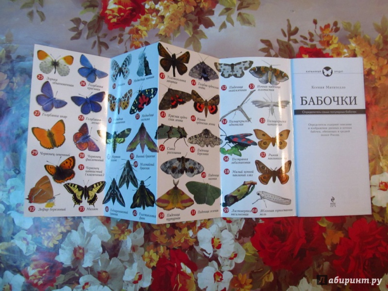 Иллюстрация 11 из 16 для Бабочки. Определитель самых популярных бабочек - Ксения Митителло | Лабиринт - книги. Источник: lysow