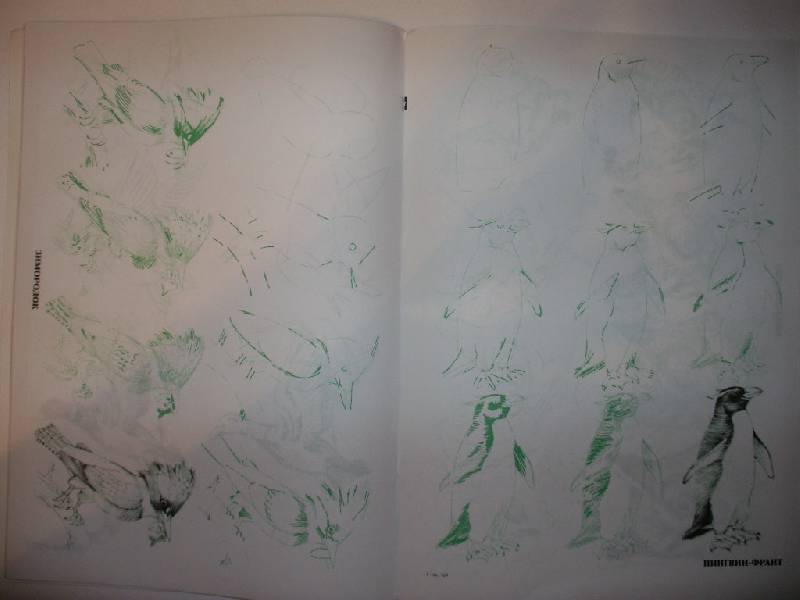 Иллюстрация 2 из 22 для Рисуем 50 птиц - Эймис, Д'Адамо | Лабиринт - книги. Источник: Tiger.