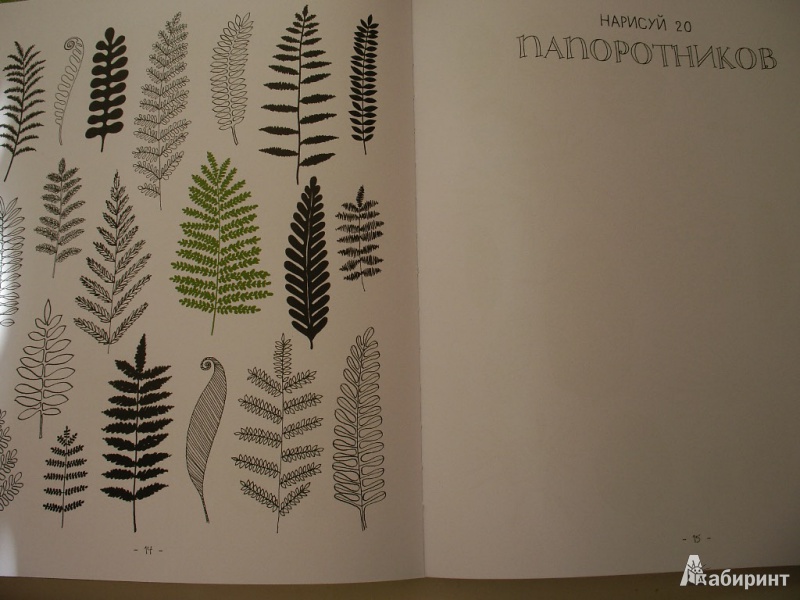 Иллюстрация 12 из 42 для 20 способов нарисовать дерево и другие 44 чуда природы - Элоиз Ренуф | Лабиринт - книги. Источник: Tiger.