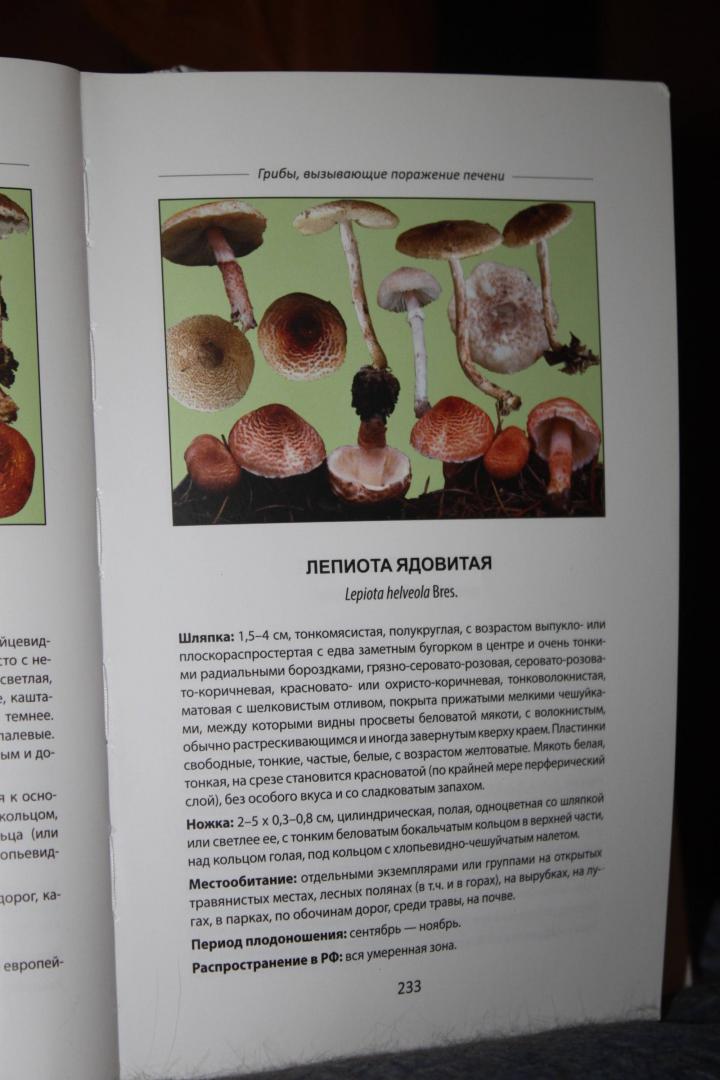 Иллюстрация 20 из 27 для Ядовитые грибы России - Михаил Вишневский | Лабиринт - книги. Источник: МЕТОДИЯ СНАДОБЕЙ