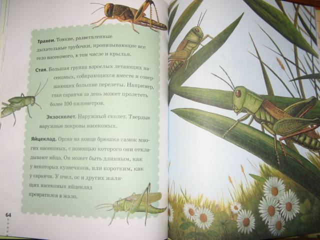 Иллюстрация 17 из 37 для Муравьи, кузнечики, пауки - Тинг Моррис | Лабиринт - книги. Источник: varta