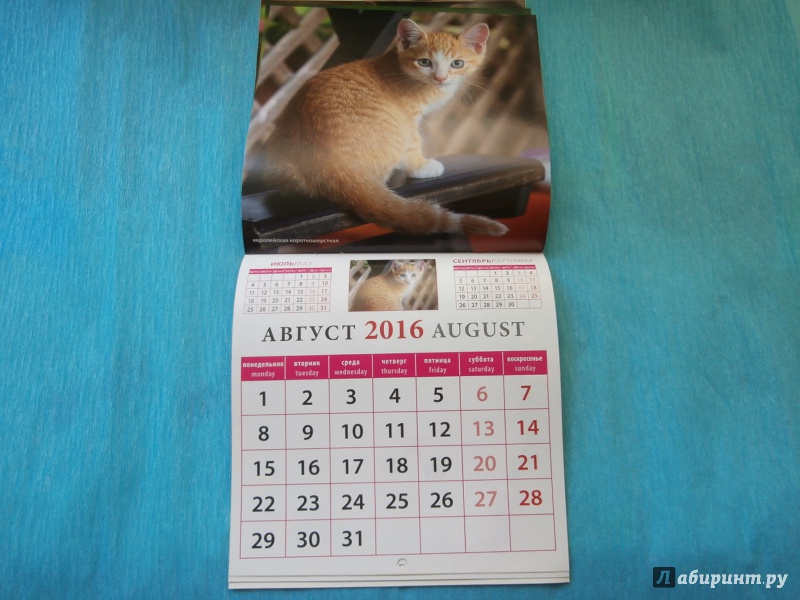 Иллюстрация 8 из 13 для Календарь настенный на 2016 год "Забавные котята" (30605) | Лабиринт - сувениры. Источник: Tiger.