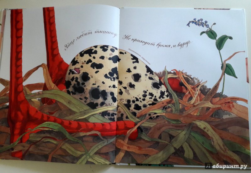 Иллюстрация 74 из 92 для Яйцо любит тишину - Дианна Астон | Лабиринт - книги. Источник: Казакова  Марина