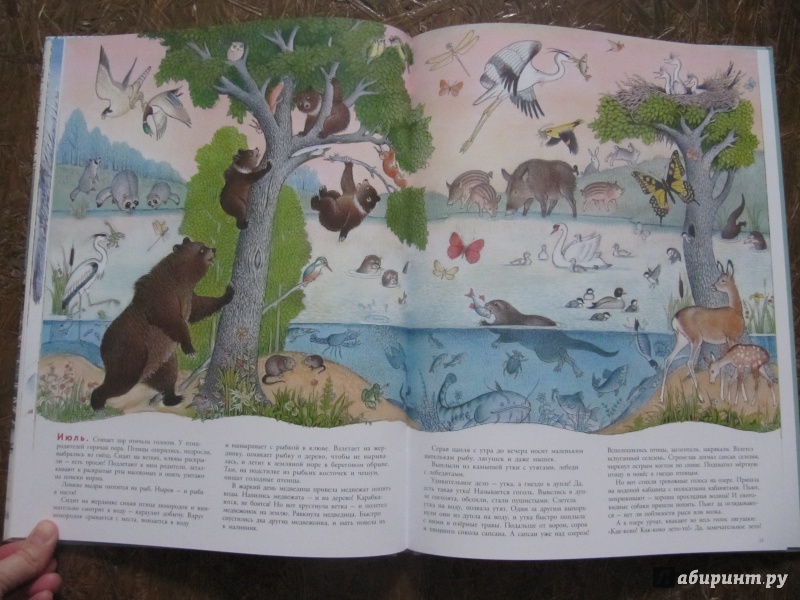 Иллюстрация 60 из 109 для В лесу - Петр Багин | Лабиринт - книги. Источник: Шеин  Андрей