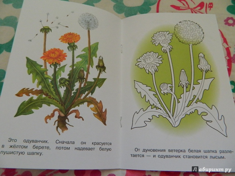 Иллюстрация 17 из 21 для Раскраска "Лесные и полевые цветы" | Лабиринт - книги. Источник: Nnatalek