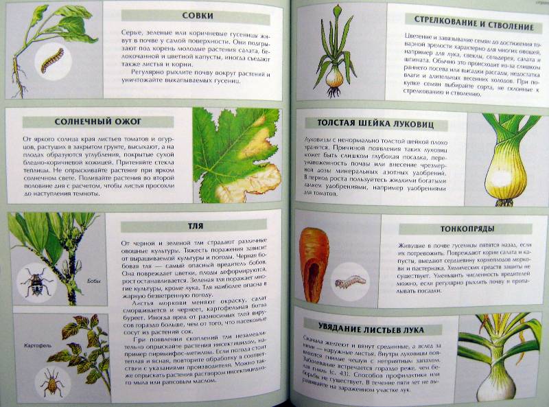 Иллюстрация 27 из 30 для Все о болезнях и вредителях растений - Дэвид Хессайон | Лабиринт - книги. Источник: Спанч Боб