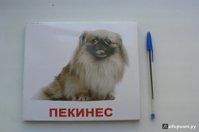 Иллюстрация 8 из 13 для Комплект карточек "Породы собак" (16,5х19,5 см) - Носова, Епанова | Лабиринт - игрушки. Источник: Марина