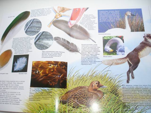 Иллюстрация 79 из 96 для Мир животных (17 книг в боксе) | Лабиринт - книги. Источник: Осьминожка