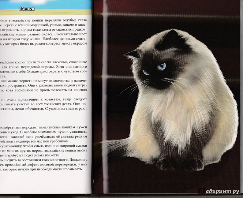 Иллюстрация 19 из 31 для Кошки - Леся Калугина | Лабиринт - книги. Источник: Амира