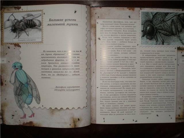 Иллюстрация 42 из 103 для Письма насекомых - Ольга Кувыкина | Лабиринт - книги. Источник: Гостья
