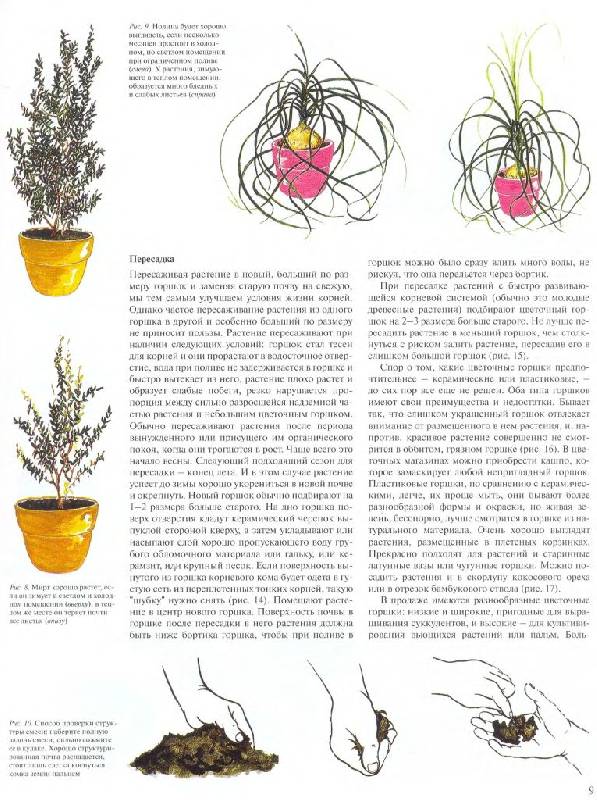 Иллюстрация 13 из 20 для Энциклопедия комнатных растений - Ярослав Рак | Лабиринт - книги. Источник: Юта