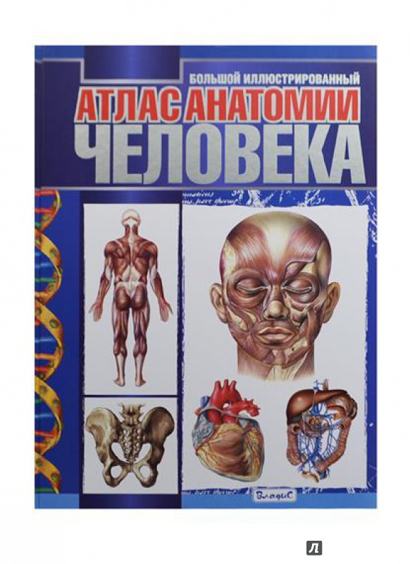 Иллюстрация 3 из 4 для Большой иллюстрированный атлас анатомии человека | Лабиринт - книги. Источник: Akella Akella