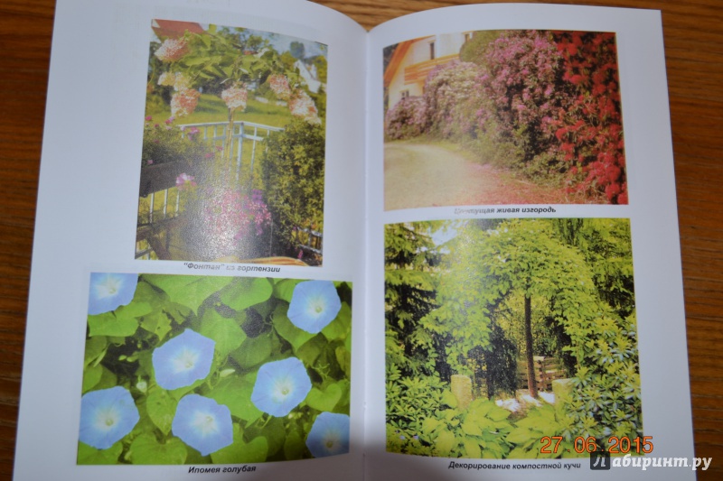Иллюстрация 13 из 22 для Вертикальное озеленение в саду, во дворе - Александр Карпов | Лабиринт - книги. Источник: Белоус Марина