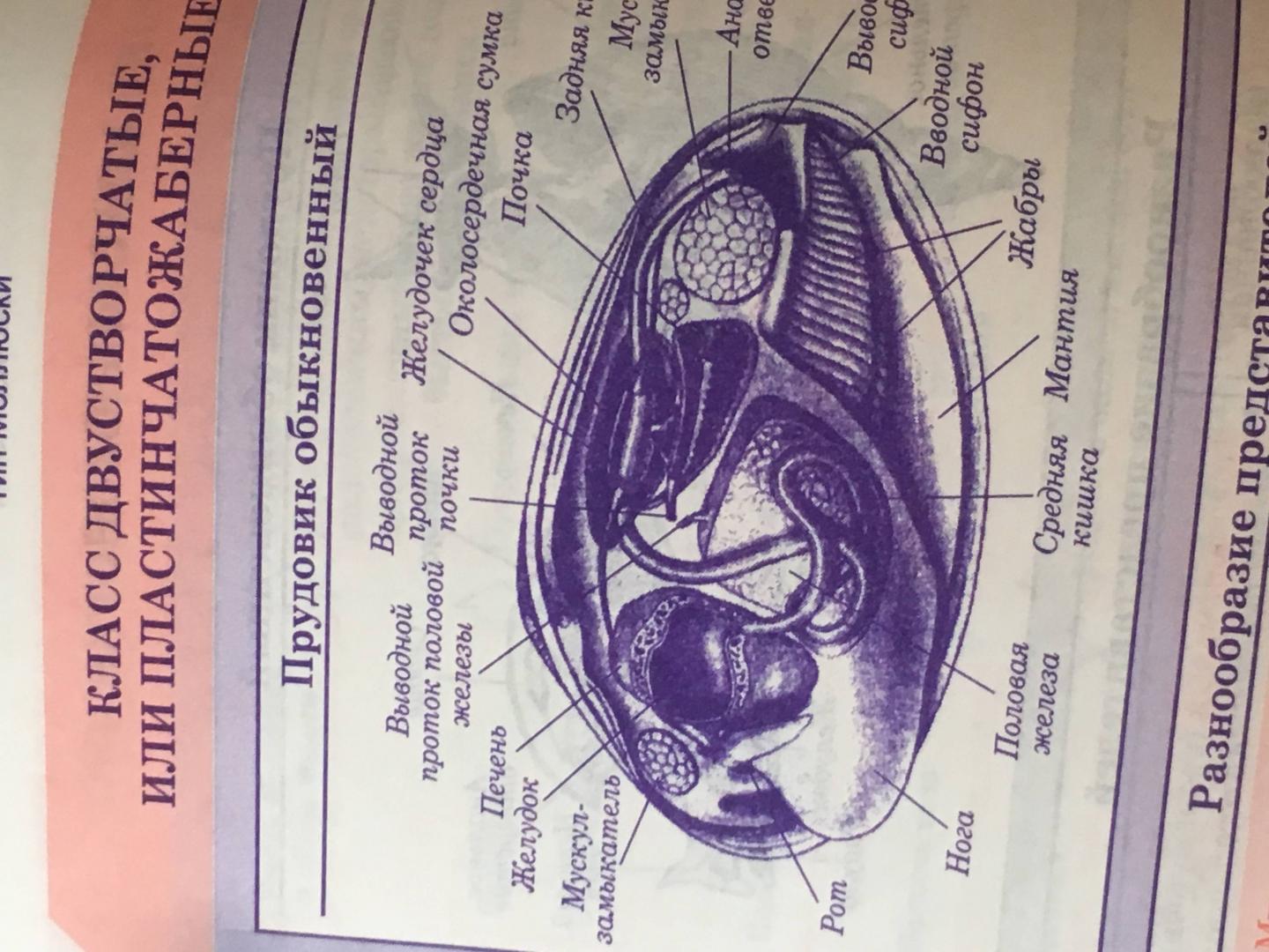 Иллюстрация 38 из 50 для Биология. Весь школьный курс в таблицах | Лабиринт - книги. Источник: Лабиринт