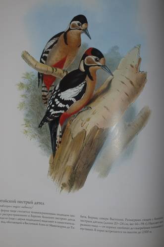 Иллюстрация 14 из 22 для Птицы Азии - Джон Гульд | Лабиринт - книги. Источник: Наталья Бухтиярова