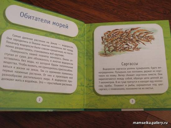 Иллюстрация 10 из 13 для Удивительные растения: Моя первая книга о природе - Инна Шустова | Лабиринт - книги. Источник: mamselka