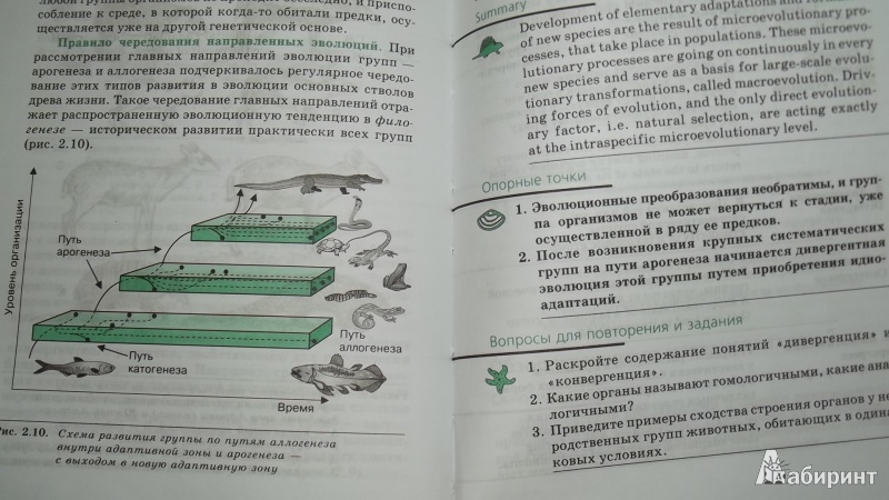 Иллюстрация 5 из 31 для Биология. Общая биология. Профильный уровень. 11 класс. Учебник - Захаров, Мамонтов, Сонин, Захарова | Лабиринт - книги. Источник: Elena_111