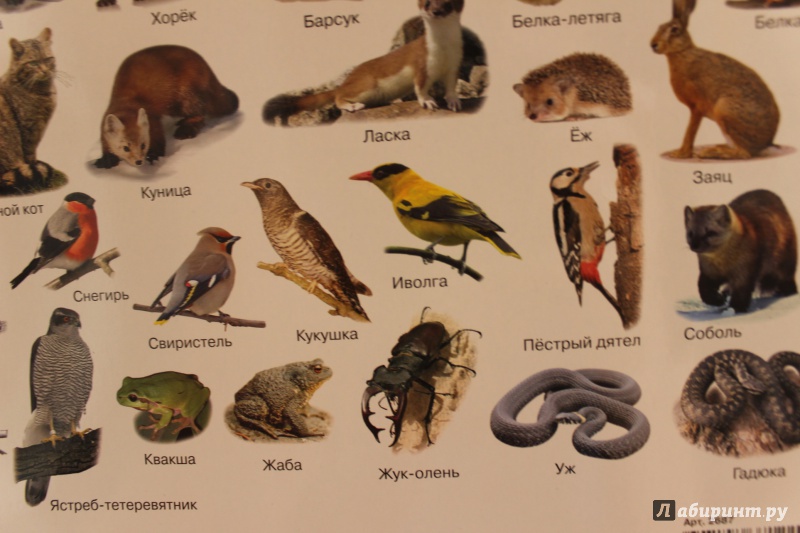 Иллюстрация 4 из 9 для Плакат Животные леса и тайги (2687) | Лабиринт -  книги. Источник: janaramazanova