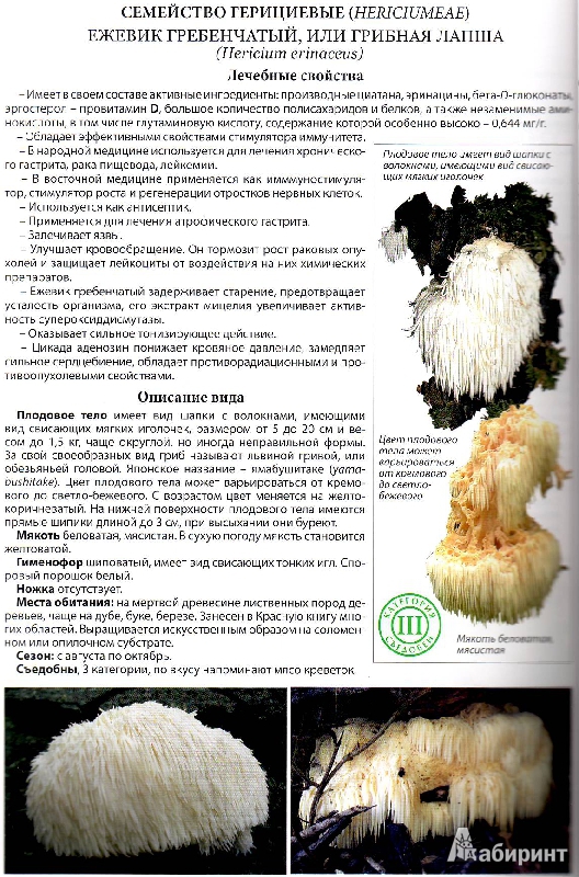 Иллюстрация 7 из 15 для Все о лечебных свойствах грибов - Матанцев, Матанцева | Лабиринт - книги. Источник: Трубадур