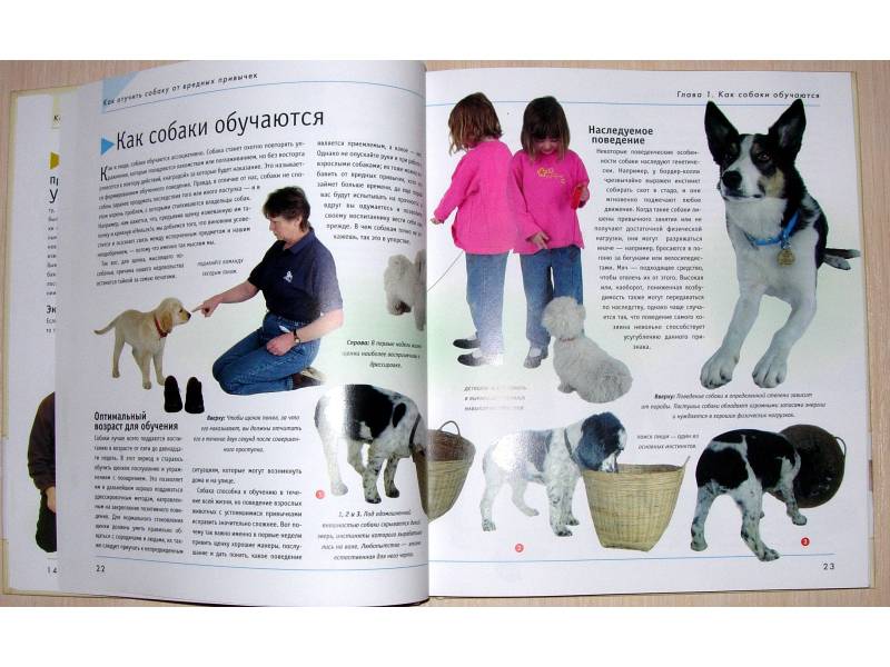 Иллюстрация 13 из 42 для Как отучить собаку от вредных привычек - Колин Теннант | Лабиринт - книги. Источник: Rocio