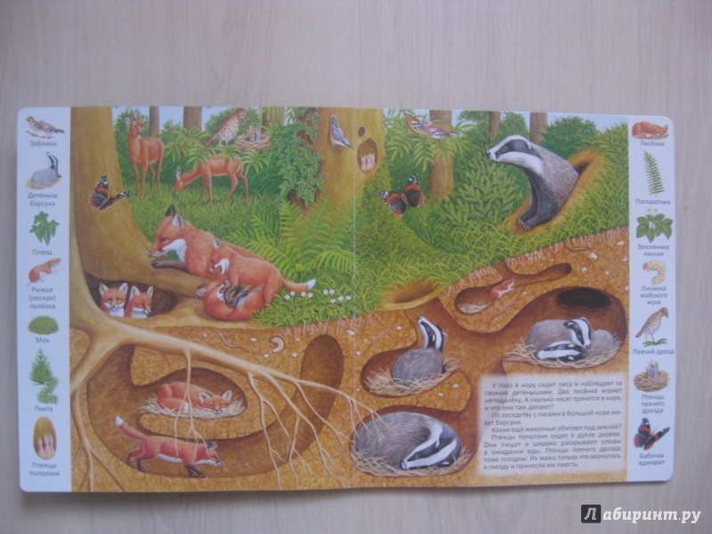 Иллюстрация 21 из 39 для Где обитают животные? | Лабиринт - книги. Источник: Ведникова  Светлана
