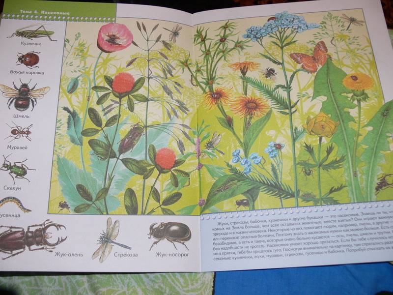Иллюстрация 18 из 33 для Я изучаю природу. Развитие и обучение детей от 3 до 4 лет | Лабиринт - книги. Источник: Irbis