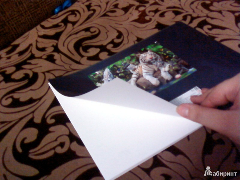 Иллюстрация 2 из 3 для Альбом для рисования "Белые тигры", 24 листа, А4 (29790) | Лабиринт - канцтовы. Источник: Nairina
