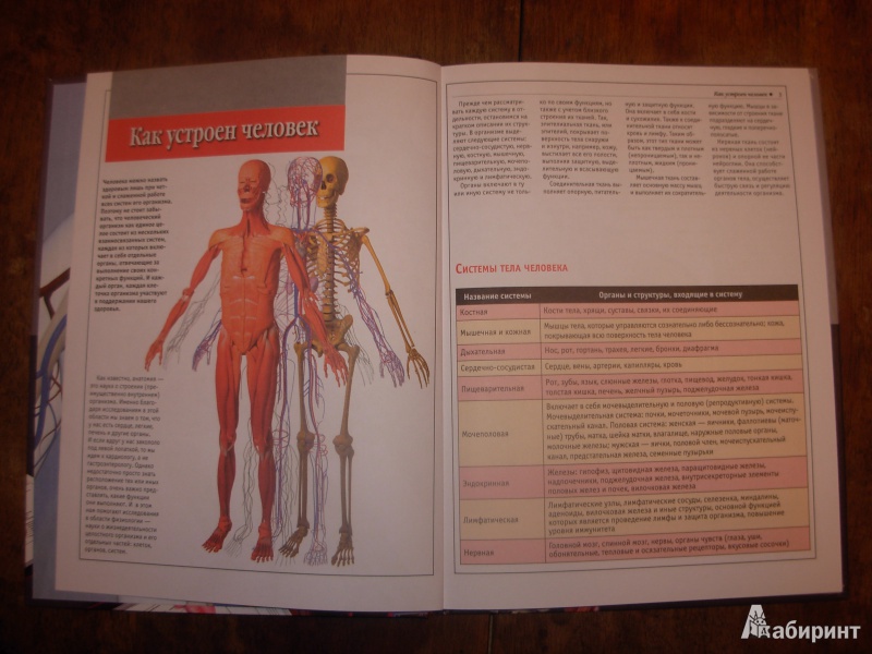 Иллюстрация 3 из 9 для Атлас анатомии человека | Лабиринт - книги. Источник: Коробов  Сергей