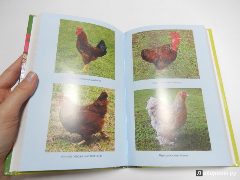 Иллюстрация 6 из 6 для Содержание и разведение домашней птицы - Балашов, Жмакин, Колпакова | Лабиринт - книги. Источник: dbyyb
