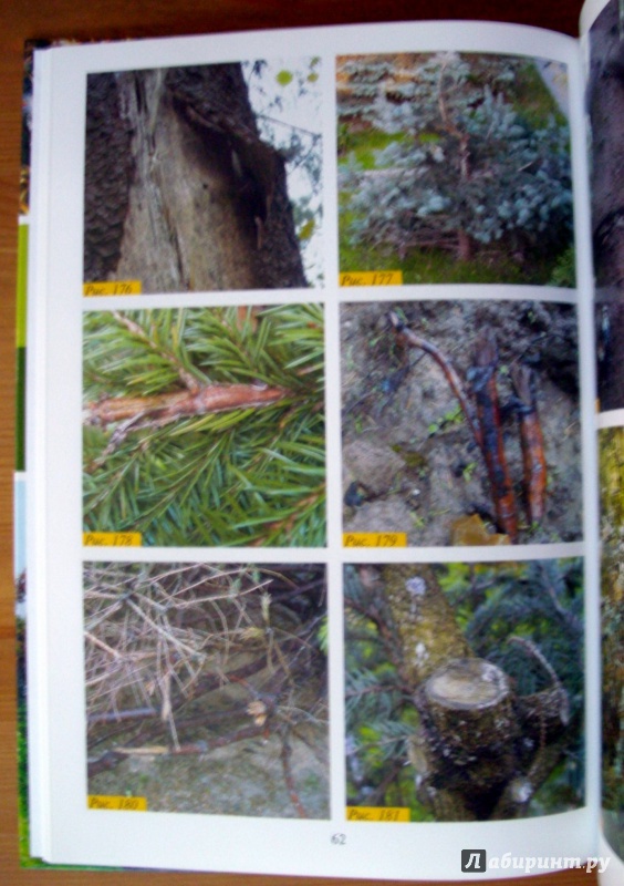 Иллюстрация 7 из 9 для Болезни и вредители хвойных растений. Атлас-определитель - Любовь Трейвас | Лабиринт - книги. Источник: KVK