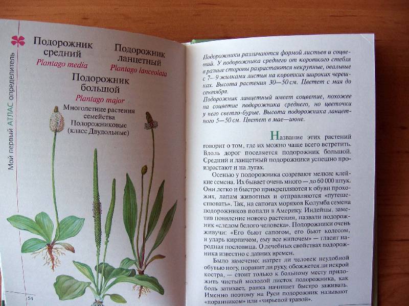 Иллюстрация 21 из 21 для Атлас: Растения луга - Козлова, Сивоглазов | Лабиринт - книги. Источник: Red cat ;)