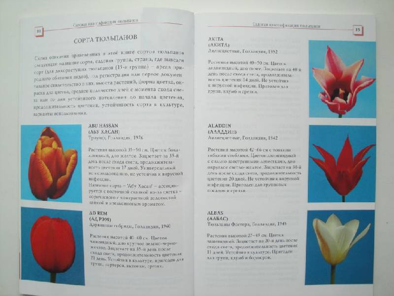 Иллюстрация 6 из 7 для Тюльпаны - Нина Данилина | Лабиринт - книги. Источник: karina_pavlovna