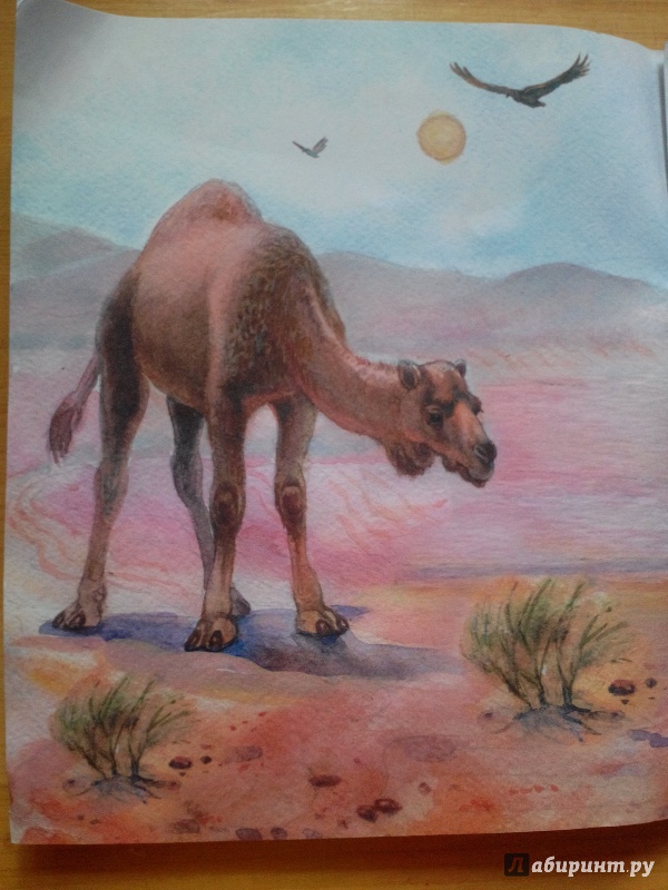 Иллюстрация 8 из 15 для Верблюд и море - Николай Красильников | Лабиринт - книги. Источник: Дуняша