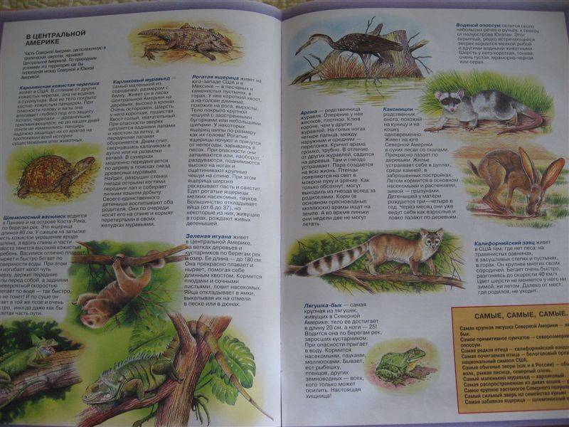 Иллюстрация 4 из 4 для Большой атлас животных | Лабиринт - книги. Источник: Юта