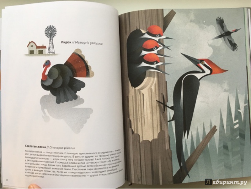 Дитер браун. Браун Дитер "животные севера". Животные севера книга Браун. Дитер Браун иллюстрации птицы. Книга Дитер Браун.