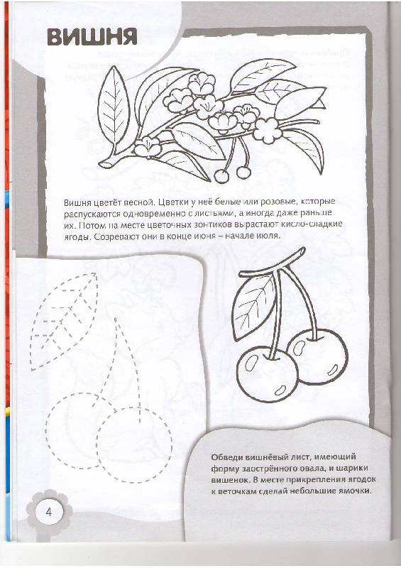 Иллюстрация 5 из 8 для Рисуем и раскрашиваем ягоды | Лабиринт - книги. Источник: Tiger.