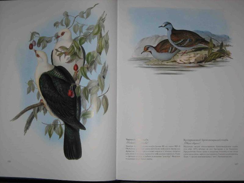 Иллюстрация 44 из 51 для Птицы Австралии (в футляре) - Джон Гульд | Лабиринт - книги. Источник: Трухина Ирина