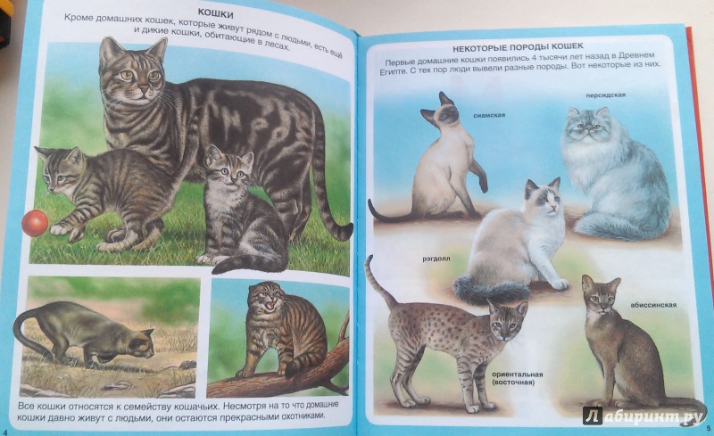 Иллюстрация 10 из 22 для Животные | Лабиринт - книги. Источник: Ермолаева  Юлия