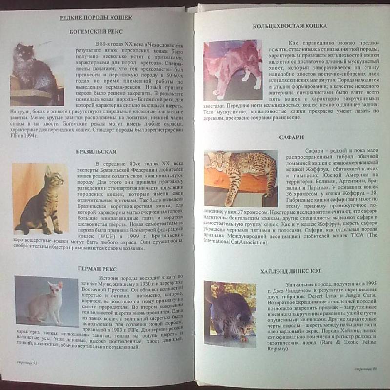 Иллюстрация 13 из 13 для Породы кошек - Джульетта Мей | Лабиринт - книги. Источник: н.в.а.