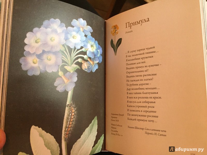Иллюстрация 52 из 58 для Любовь к ботанике | Лабиринт - книги. Источник: oksenia