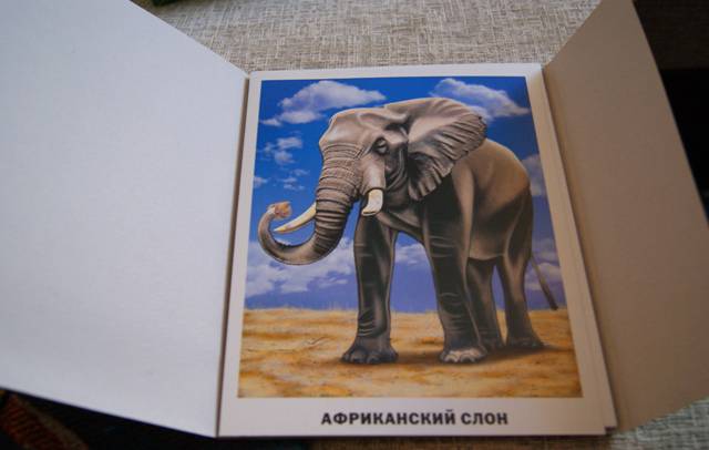 Иллюстрация 17 из 35 для Обучающие карточки. Животные Африки | Лабиринт - игрушки. Источник: Богданцова Альбина