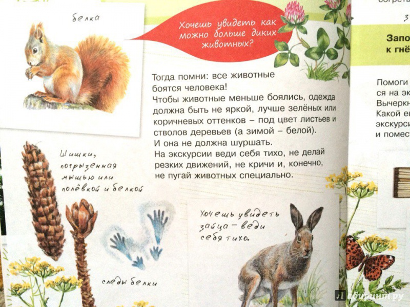Иллюстрация 22 из 24 для Животные - Петр Волцит | Лабиринт - книги. Источник: Алинкин