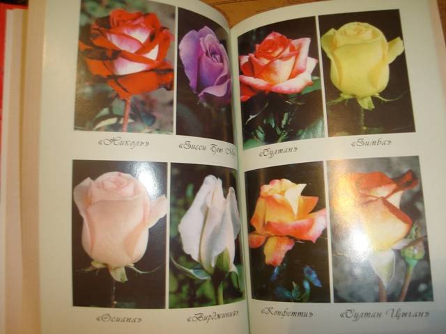 Иллюстрация 6 из 9 для Выращиваем шикарные розы - это непросто! - Любовь Мовсесян | Лабиринт - книги. Источник: Анна Викторовна