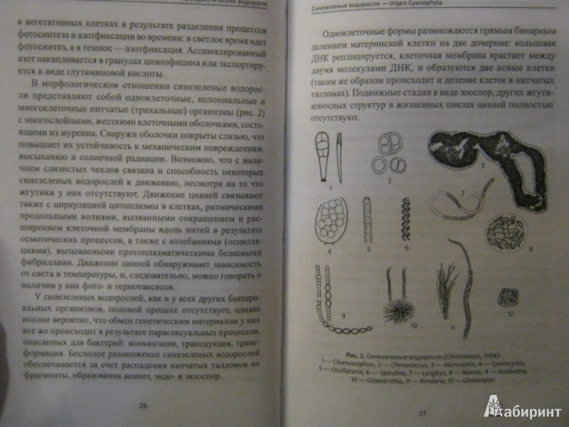 Иллюстрация 8 из 47 для Биологическое разнообразие: водоросли и грибы - Мухин, Третьякова | Лабиринт - книги. Источник: Евгения39