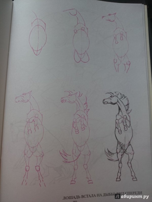Иллюстрация 31 из 33 для Рисуем 50 лошадей - Ли Эймис | Лабиринт - книги. Источник: Чернобурова Ирина