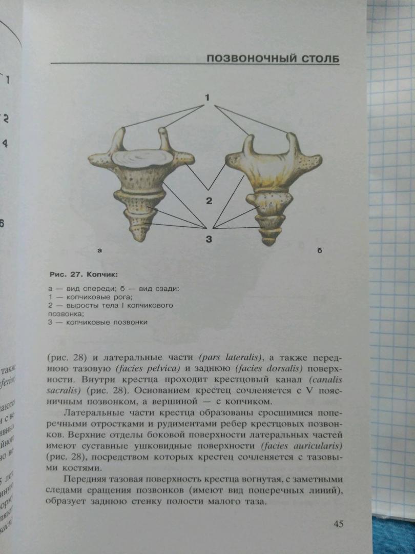 Иллюстрация 17 из 18 для Атлас анатомии человека | Лабиринт - книги. Источник: Ермакова  Алена