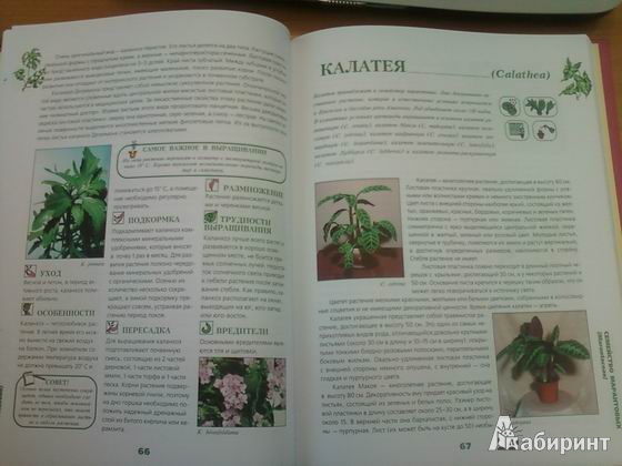 Иллюстрация 19 из 25 для Иллюстрированная энциклопедия комнатных растений | Лабиринт - книги. Источник: lettrice