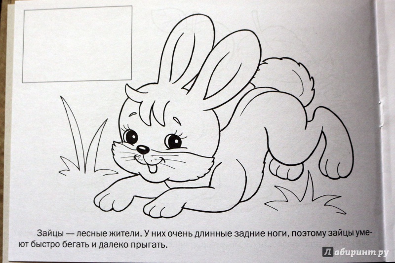 Иллюстрация 2 из 25 для Раскраска с наклейками "Дикие животные" | Лабиринт - книги. Источник: Террил