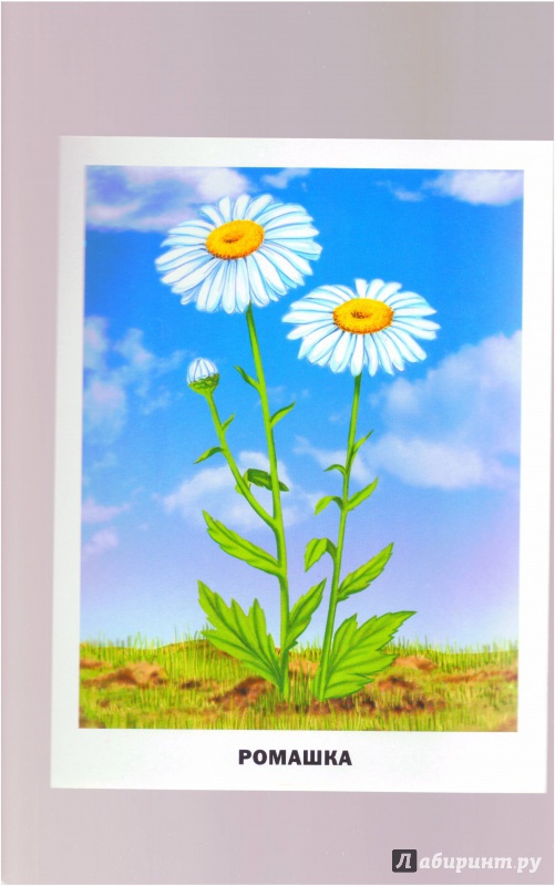 Иллюстрация 12 из 25 для Цветы. Обучающие карточки | Лабиринт - игрушки. Источник: Халтурина  Оксана