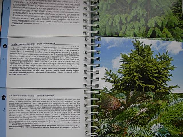 Иллюстрация 17 из 19 для Миллион хвойных деревьев и кустарников - Наталия Кузнецова | Лабиринт - книги. Источник: Читательница.